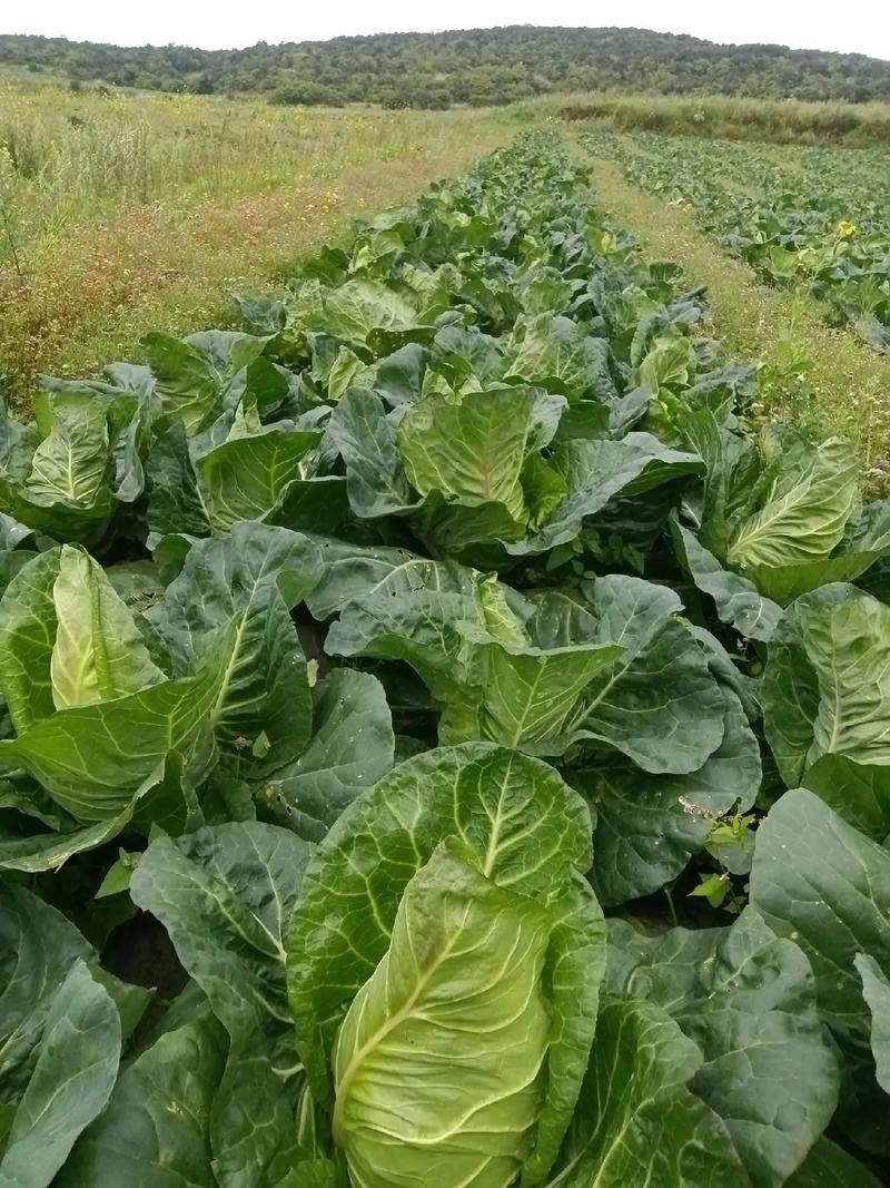 新型甘蓝种植技术视频-图1 新型甘蓝种植技术视频-图1