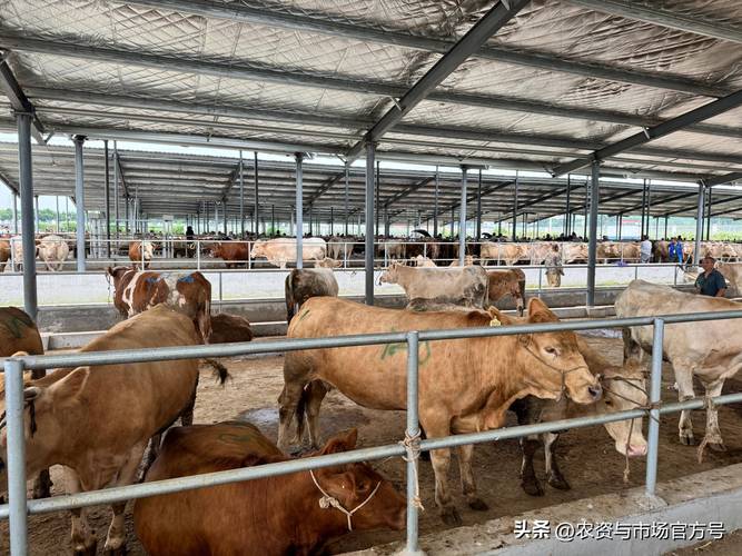 黄牛养殖技术视频播放-图1