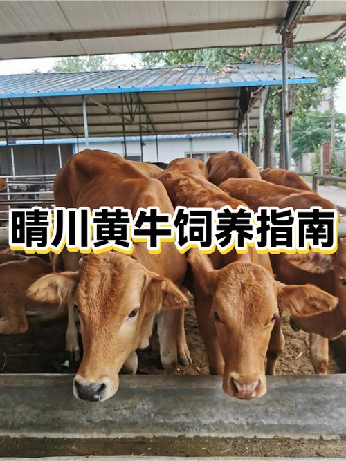 黄牛养殖技术视频播放-图3