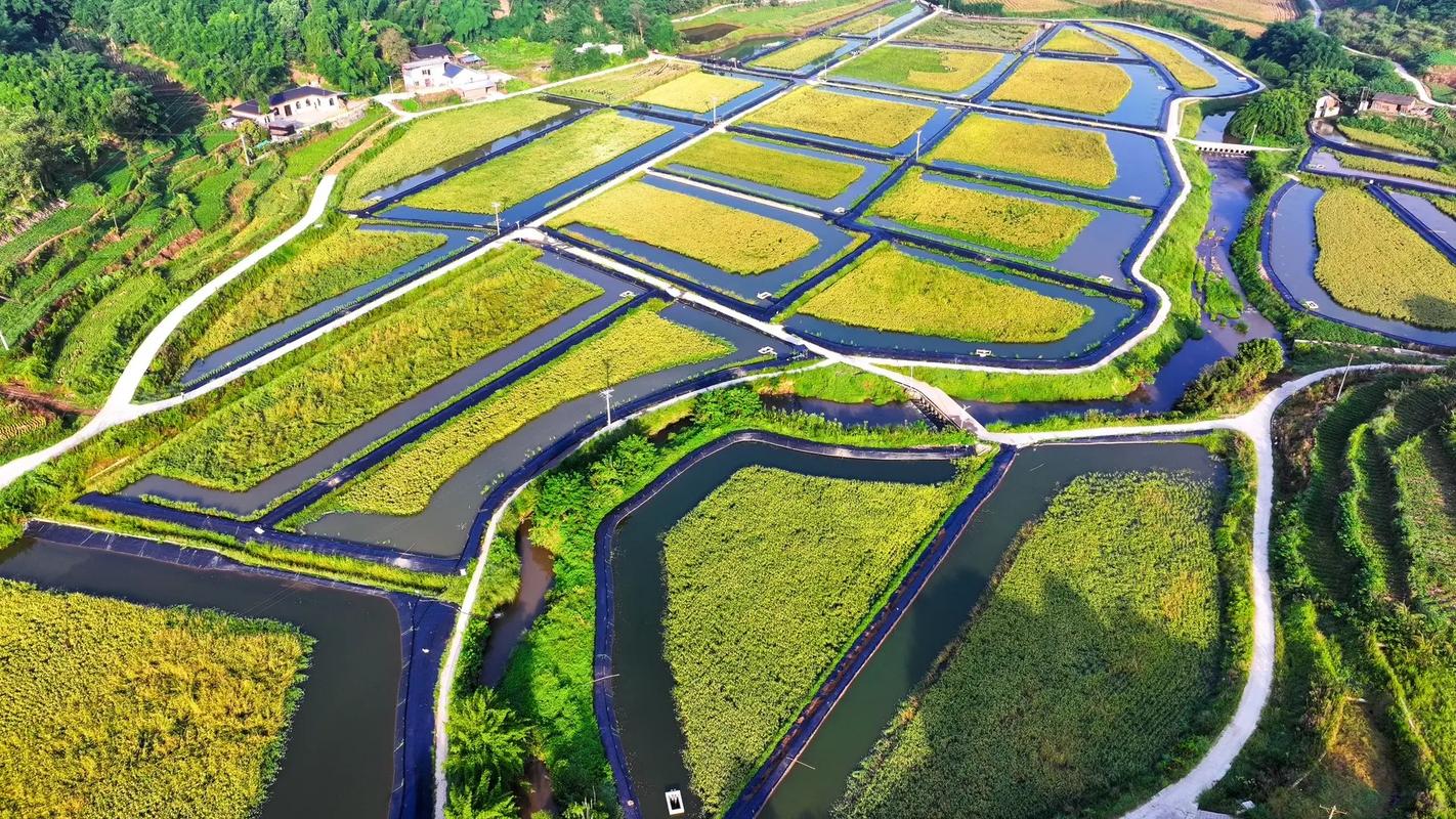 稻田龙虾秋季育苗技术-图1