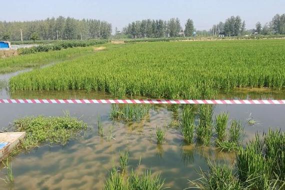 稻田龙虾秋季育苗技术-图2