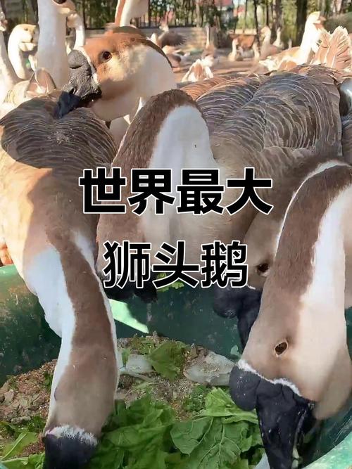 狮头鹅究竟有几个品种?-图1 狮头鹅究竟有几个品种?-图1