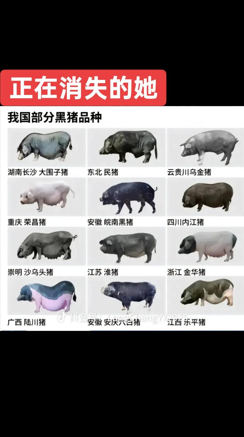中国十大优良品种猪-图1
