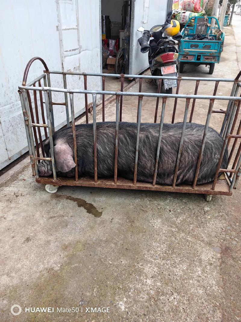 中国十大优良品种猪-图2