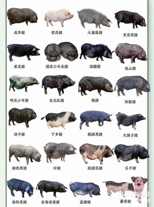 中国十大优良品种猪-图3