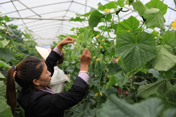 青瓜种植管理技术要点有哪些？-图1