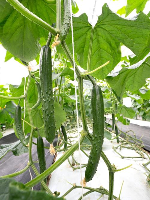 青瓜种植管理技术要点有哪些？-图2