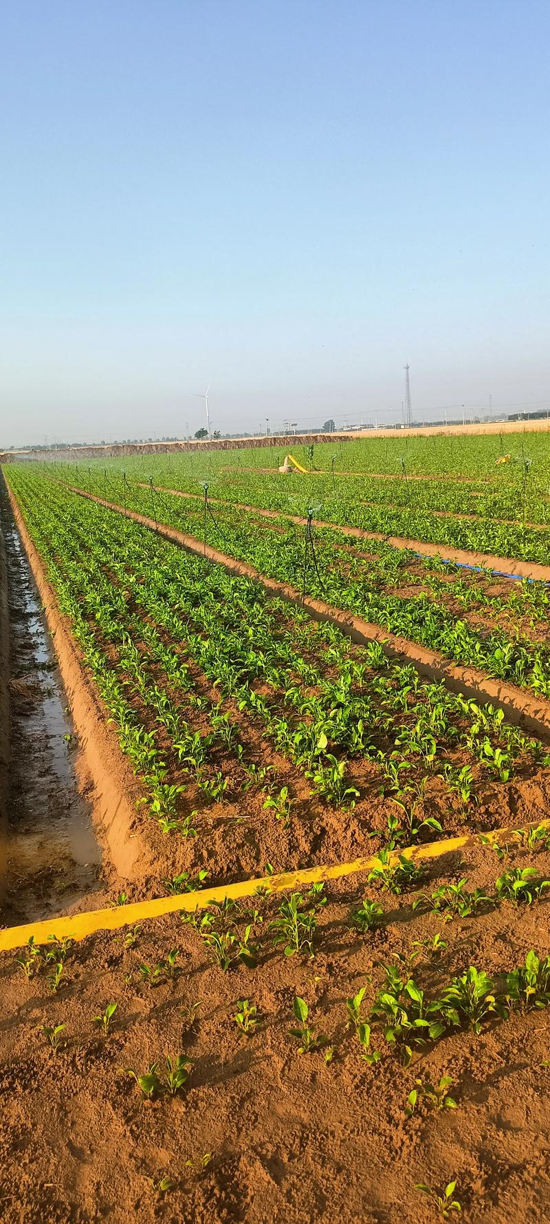 改良白术种植技术视频,如何提升产量与品质?-图1 改良白术种植技术视频,如何提升产量与品质?-图1