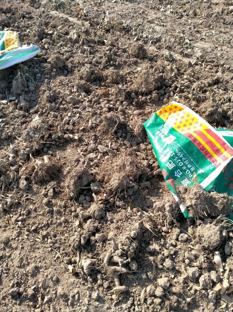 改良白术种植技术视频,如何提升产量与品质?-图2 改良白术种植技术视频,如何提升产量与品质?-图2