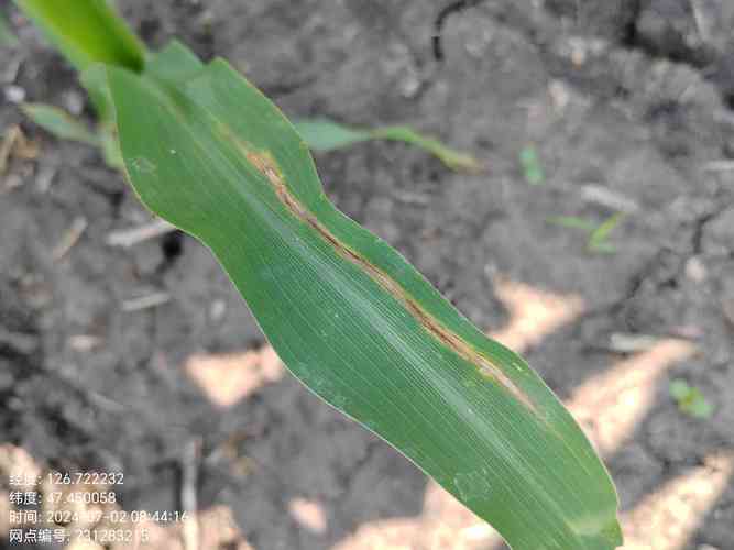 哪些玉米品种抗大斑病?-图1 哪些玉米品种抗大斑病?-图1