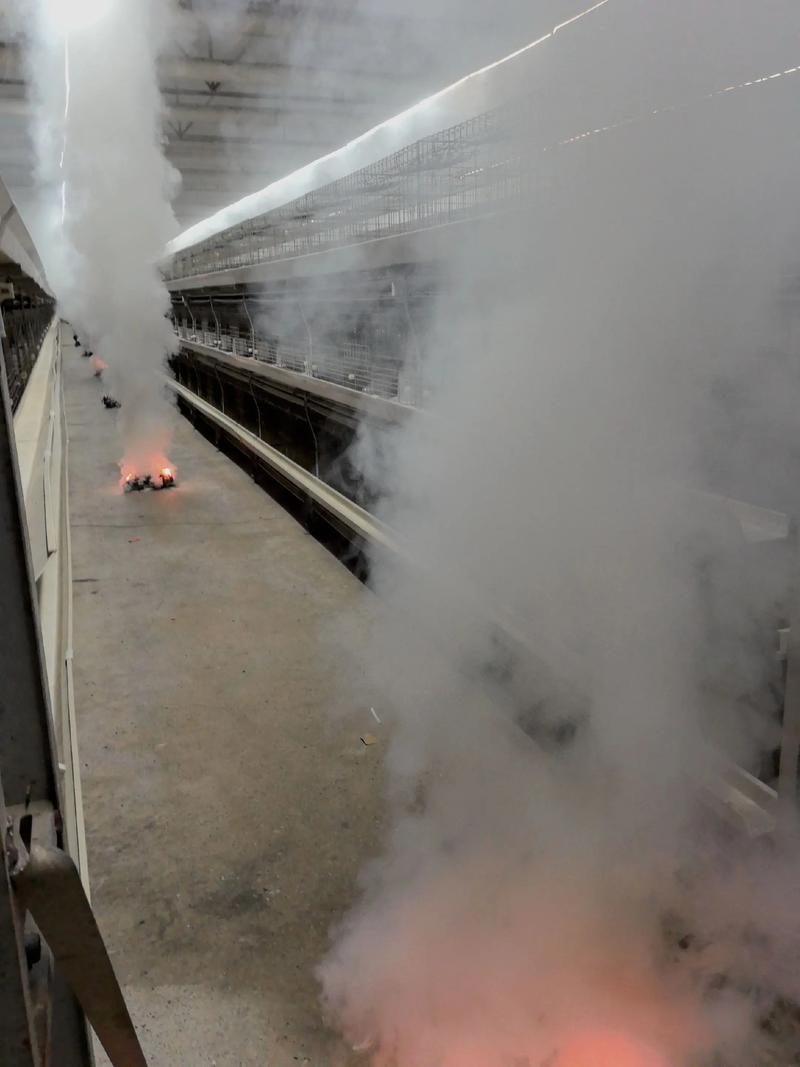 白羽肉鸡养殖技术有哪些关键要点？-图1