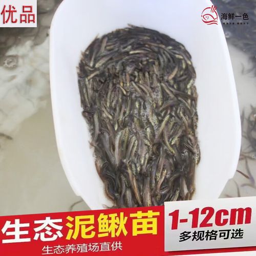 台湾泥鳅全套养殖技术有哪些要点?-图1 台湾泥鳅全套养殖技术有哪些要点?-图1