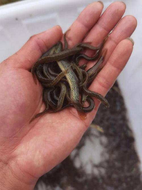 台湾泥鳅全套养殖技术有哪些要点?-图2 台湾泥鳅全套养殖技术有哪些要点?-图2