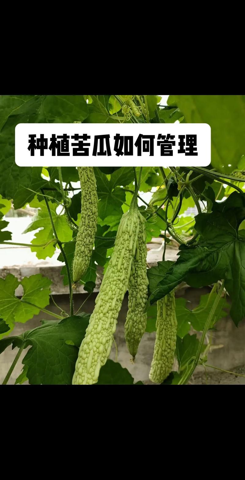 苦瓜最新种植技术有哪些要点?-图1 苦瓜最新种植技术有哪些要点?-图1