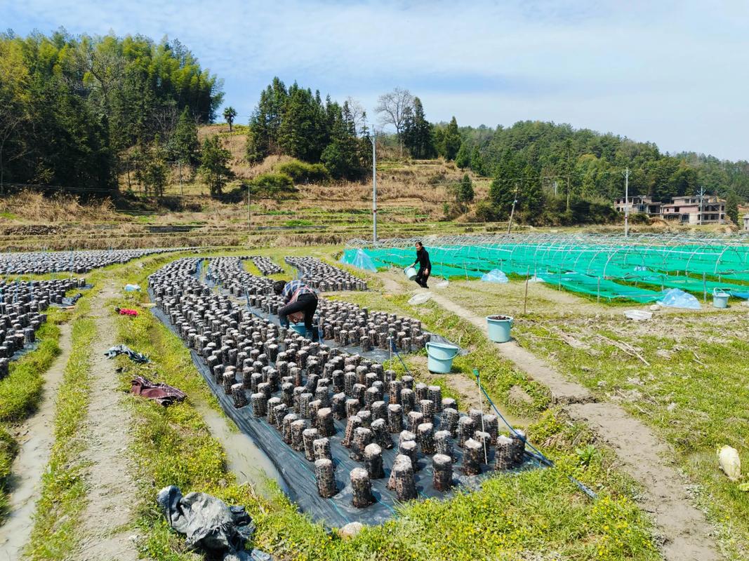 哪里能免费学木耳种植技术视频？-图2