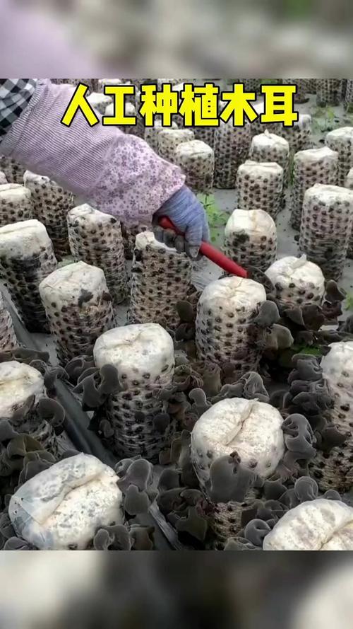 哪里能免费学木耳种植技术视频？-图1