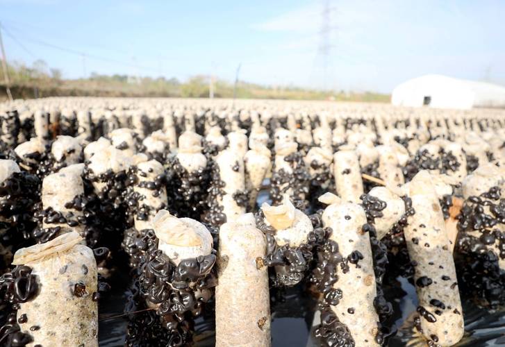 哪里能免费学木耳种植技术视频？-图3