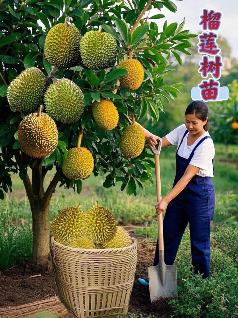 如何种好榴莲？视频技术要点有哪些？-图1