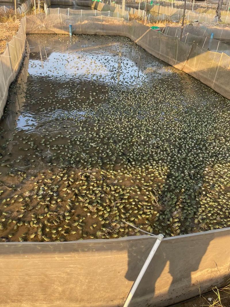 成都室内青蛙养殖技术如何高效实现？-图1