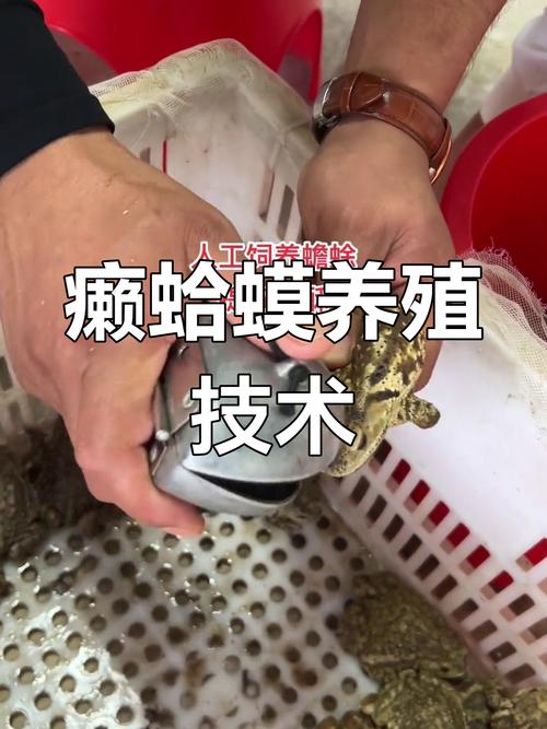 成都室内青蛙养殖技术如何高效实现？-图2