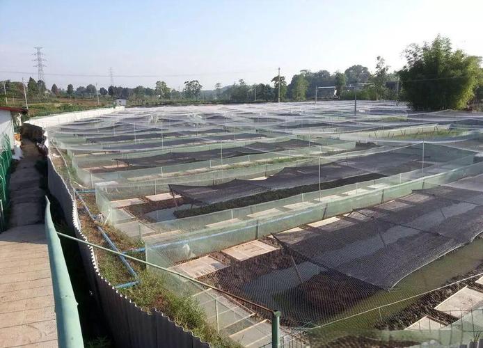 成都室内青蛙养殖技术如何高效实现？-图3