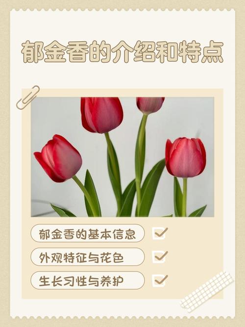 郁金香品种有多少个-图1