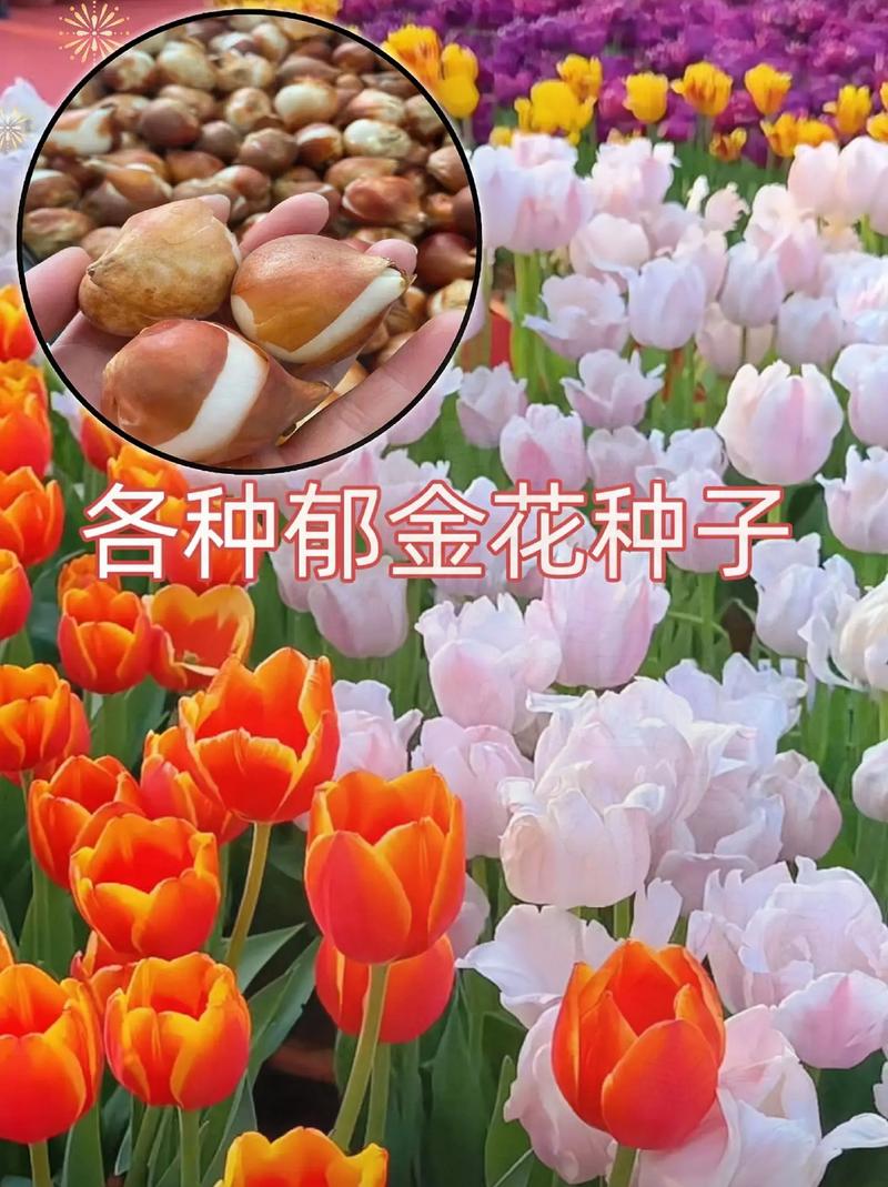 郁金香品种有多少个-图2