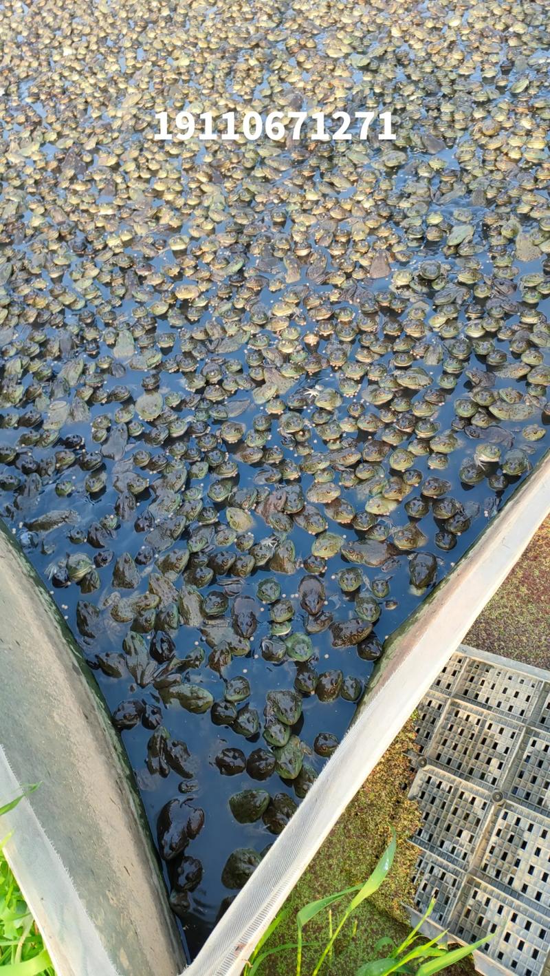 生态青蛙养殖技术视频怎么学？关键步骤有哪些？-图1