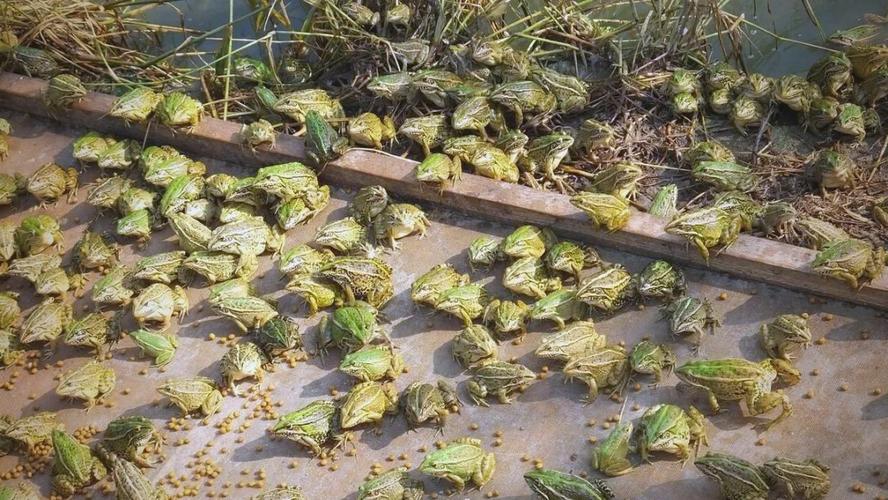 生态青蛙养殖技术视频怎么学？关键步骤有哪些？-图3