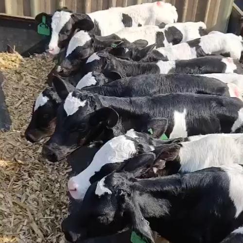 黑白花牛品种有何特点？-图1