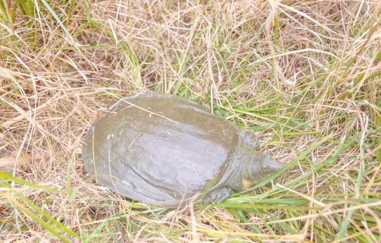 稻田养殖甲鱼技术视频-图1