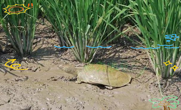 稻田养殖甲鱼技术视频-图2