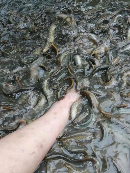 青蛙泥鳅养殖技术视频怎么学？-图1