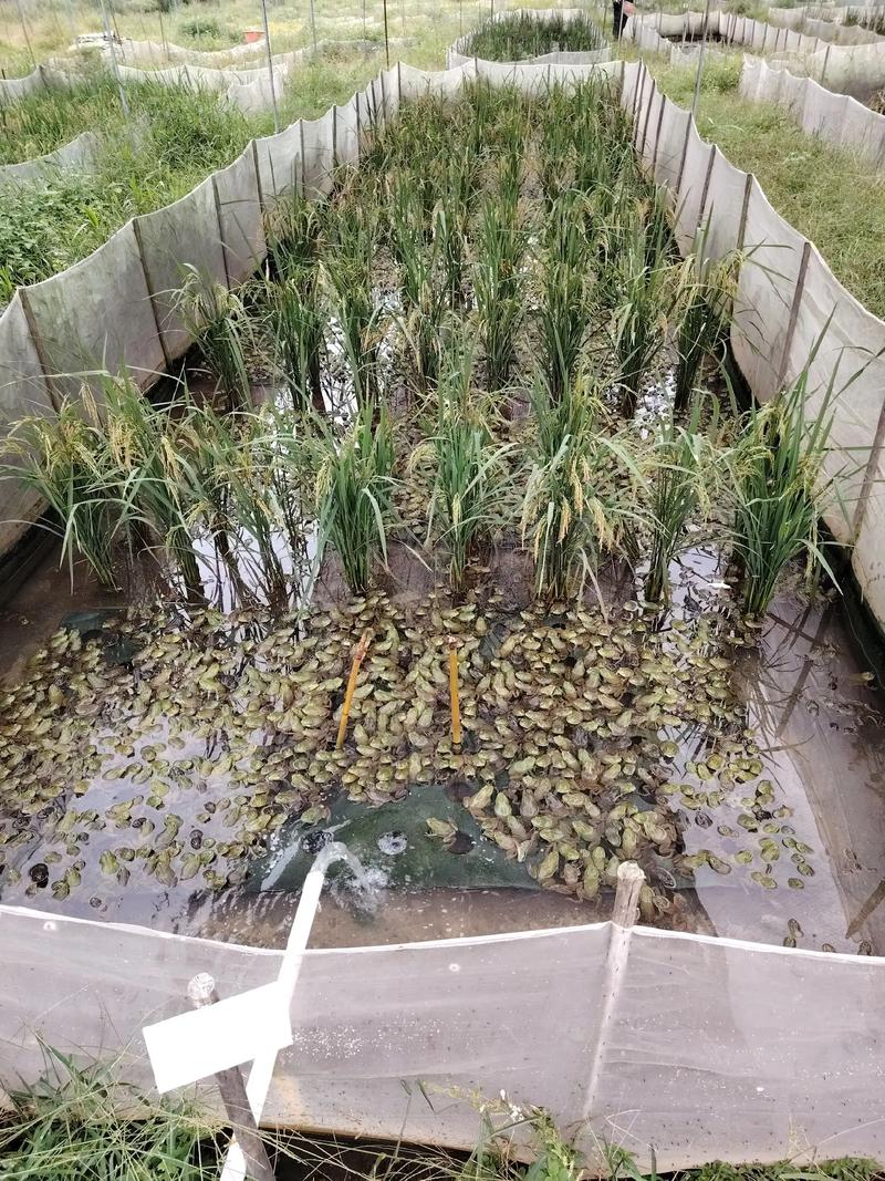 青蛙泥鳅养殖技术视频怎么学？-图2