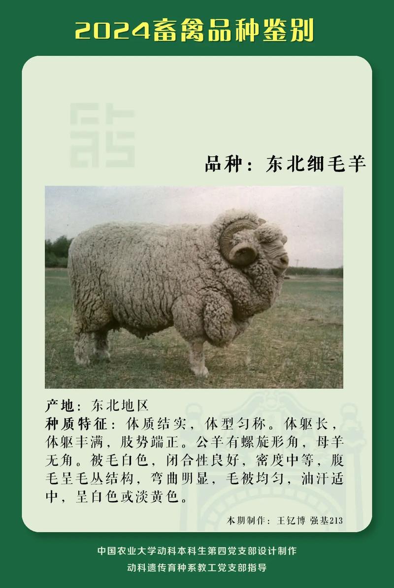 羊品种大全秒读百科-图3