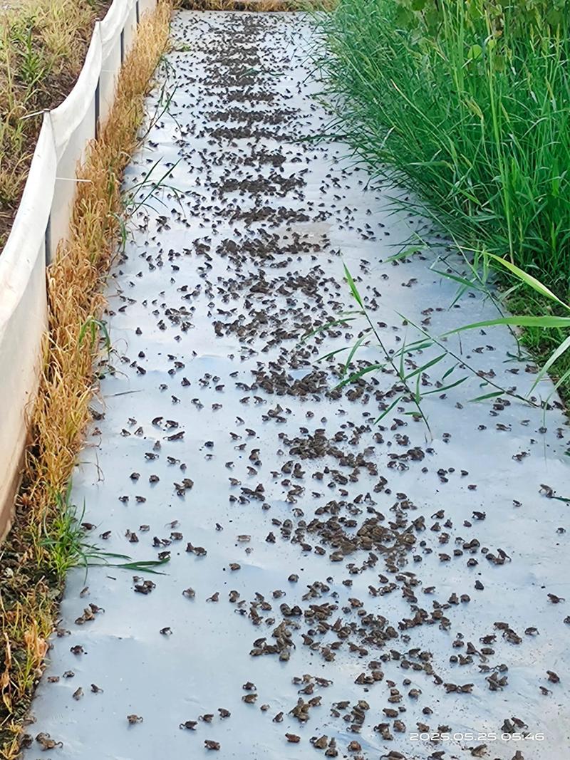 人工养殖青蛙技术视频,如何快速掌握核心技巧?-图2 人工养殖青蛙技术视频,如何快速掌握核心技巧?-图2