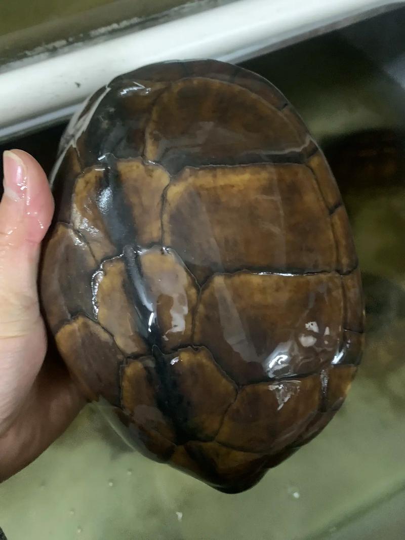 白化红眼石金钱龟价格多少?-图1 白化红眼石金钱龟价格多少?-图1