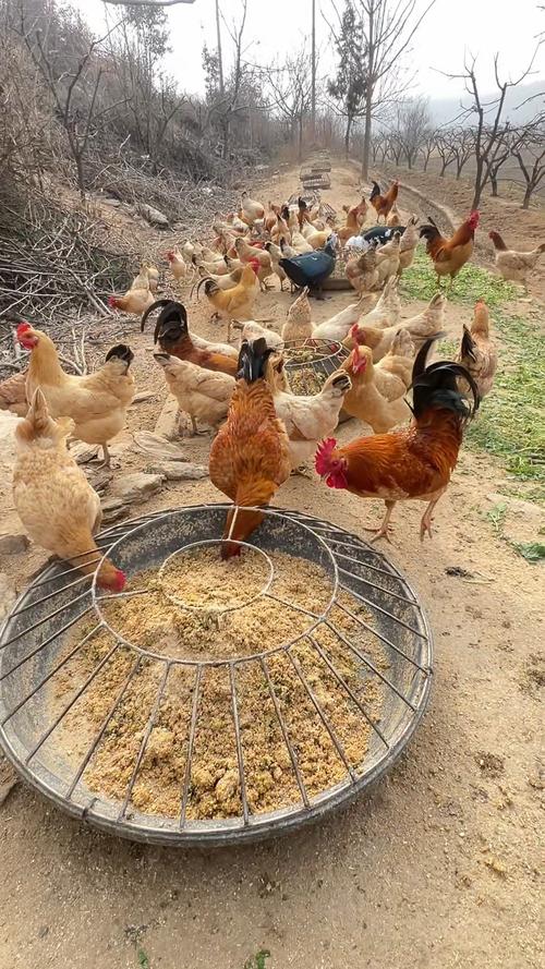 生态土鸡养殖技术视频,如何科学养殖?-图1 生态土鸡养殖技术视频,如何科学养殖?-图1