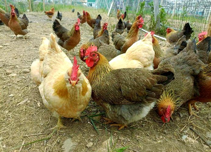 生态土鸡养殖技术视频,如何科学养殖?-图2 生态土鸡养殖技术视频,如何科学养殖?-图2
