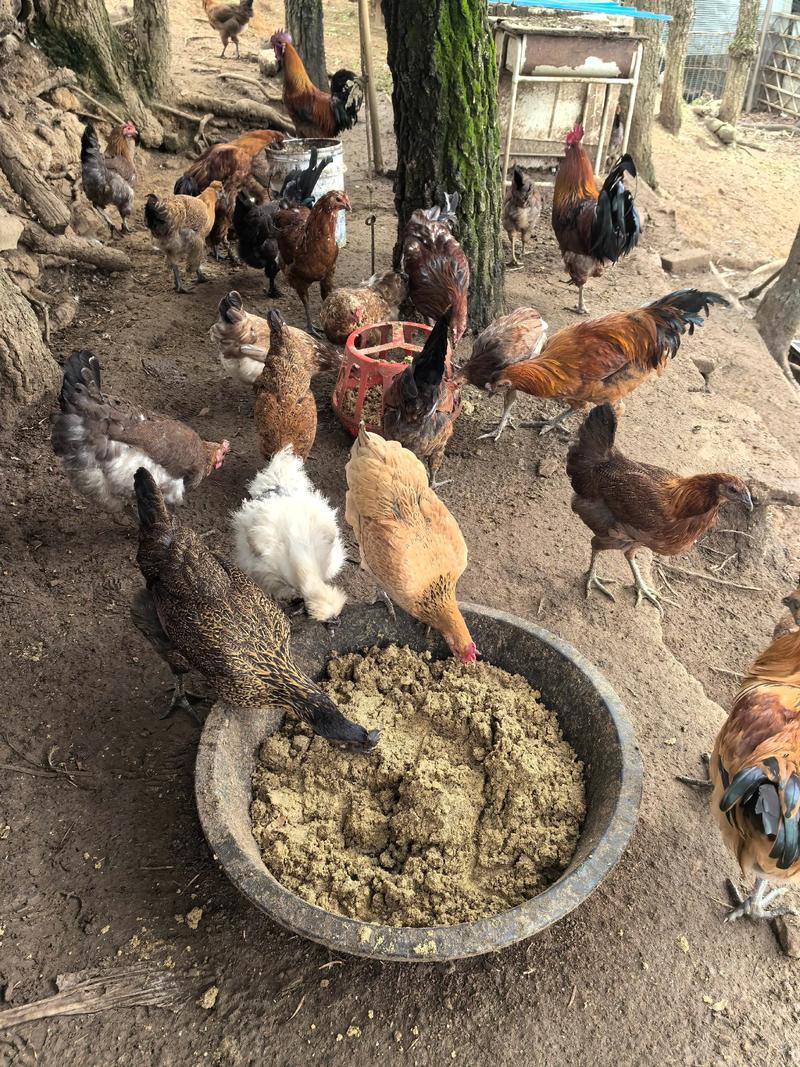 生态土鸡养殖技术视频，如何科学养殖？-图3