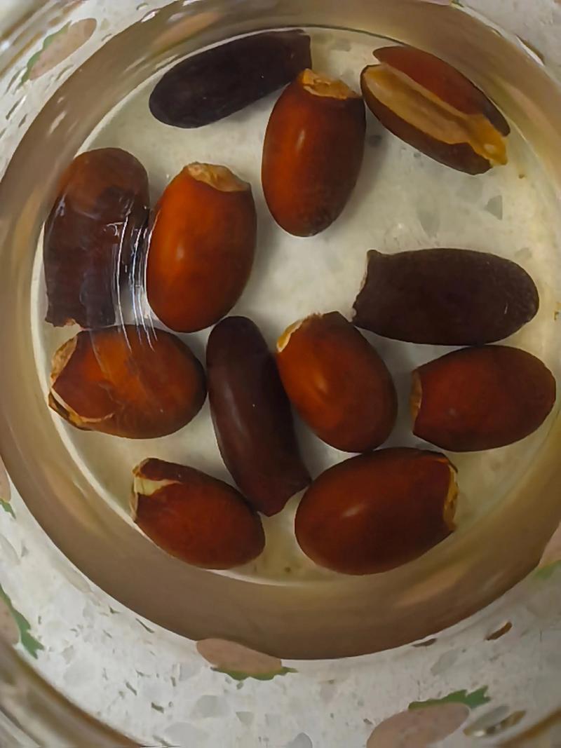 枇杷种子怎么种？视频教你技术要点！-图1