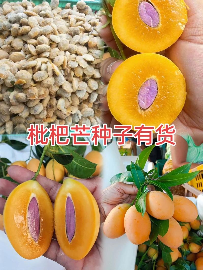 枇杷种子怎么种？视频教你技术要点！-图2