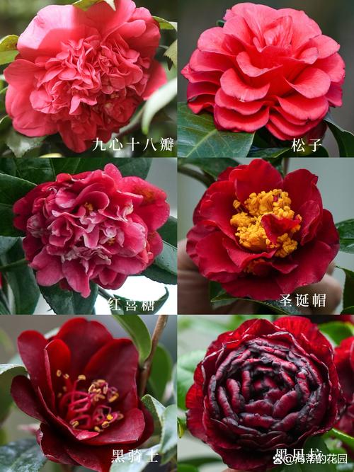 山茶花有有几个品种-图1