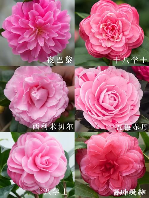 山茶花有有几个品种-图2