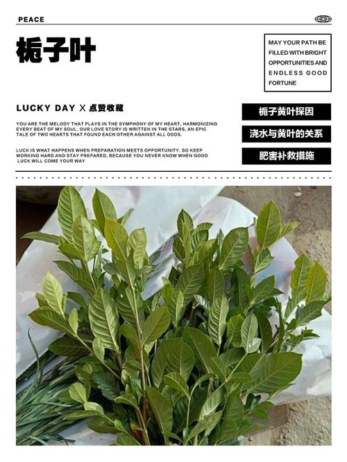 桅子圆叶是什么品种？-图2