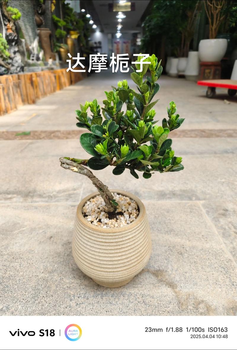 桅子圆叶是什么品种？-图3