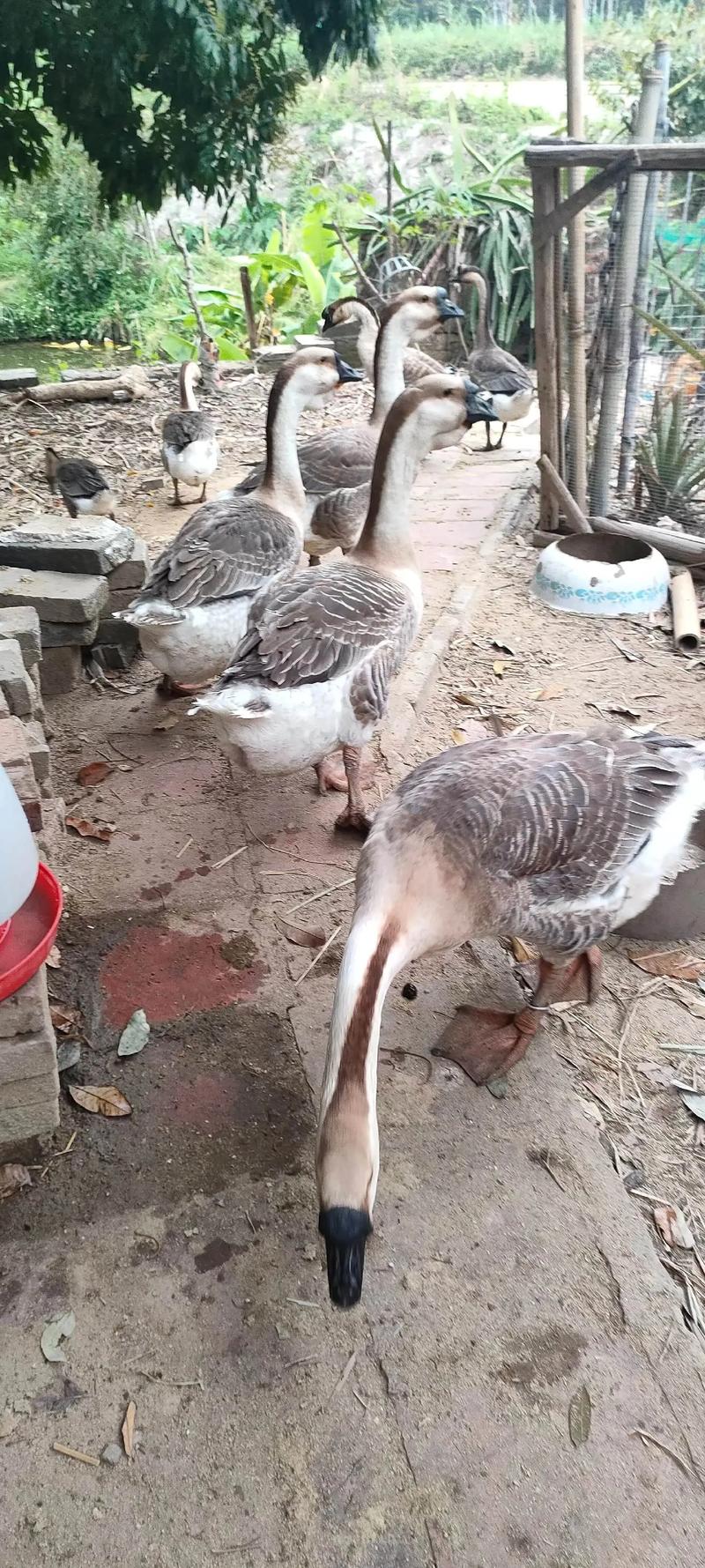 哪些鹅品种最适合养殖?-图1 哪些鹅品种最适合养殖?-图1