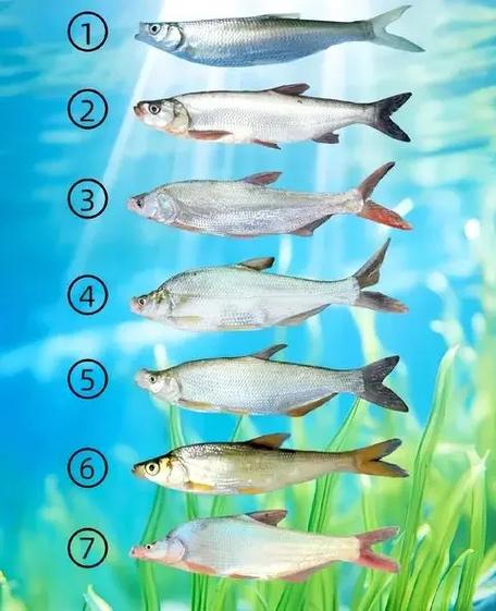 翘嘴红鲌究竟分几个品种?-图1 翘嘴红鲌究竟分几个品种?-图1