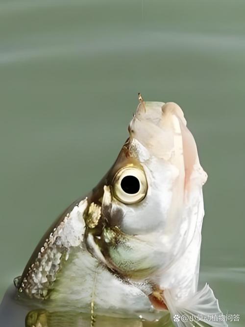 翘嘴红鲌究竟分几个品种?-图2 翘嘴红鲌究竟分几个品种?-图2