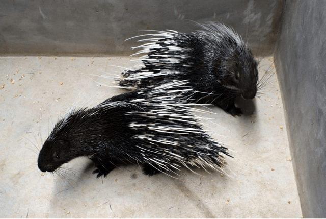 豪猪最新市场价是多少一斤？-图1